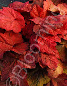 Heuchera villosa x americana 'Autumn Leaves'